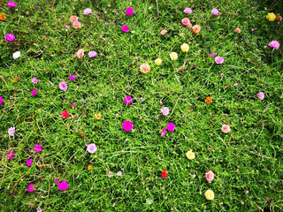 Colorful Moss-Rose in the garden