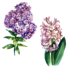 Watercolor illustration, set. Hyacinth and phlox flowers. Spring summer motive.