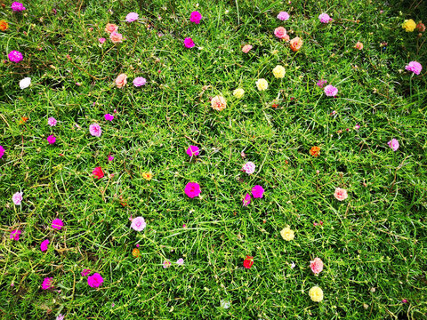 Colorful Moss-Rose in the garden