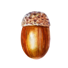Watercolor illustration. Acorn. Forest motive. Watercolor drawing.