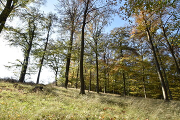 Buchenwald im Herbst