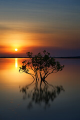 Mangrove tree in the river at sunset in Rapid Creek, Darwin.