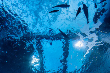水中からのイルカ