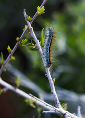 caterpillar on a budding twig