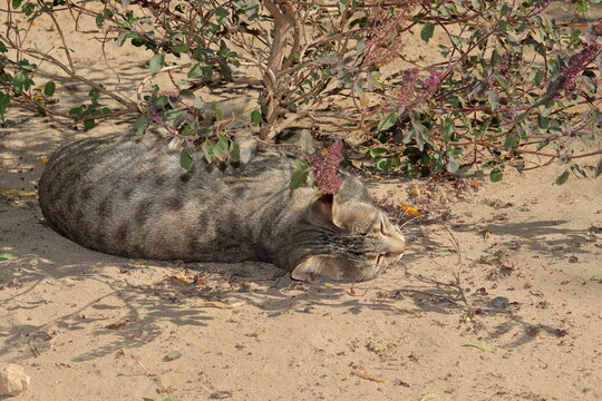 A pet cat resting under the shade of basil