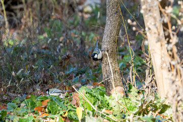 木に留まりながら草むらのエサを探す四十雀(シジュウカラ)