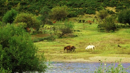 Horses, brown and white, eating grass in a green field by a river in a countryside environment.