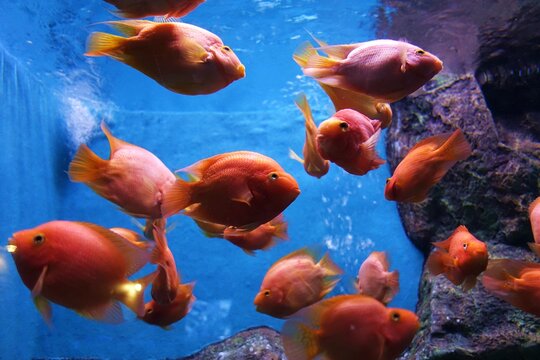 Aquarium fish, orange color, live and swim in a very clear water or big blue tank.  