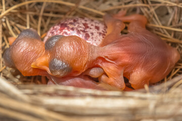 Éclosion d’oisillons 