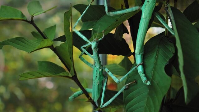 Indonesian beetle the Phasmatoptera cyphocraniu gigas from the family of fowl sitting on the leaves of a tree