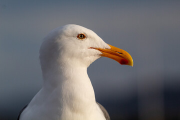A close up portrait of a Seagull