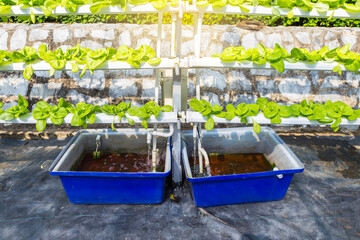 Fototapeta na wymiar Farming Hydroponic system, organic vegetable farming in Thailand, young lettuce garden