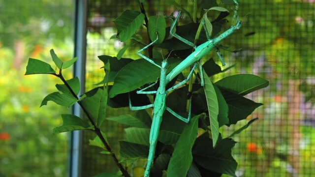Indonesian beetle the Phasmatoptera cyphocraniu gigas from the family of fowl sitting on the leaves of a tree