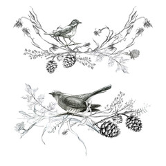 Illustration, pencil vignette, set. Drawing of birds, leaves and branches of plants. Freehand drawing on a white background.