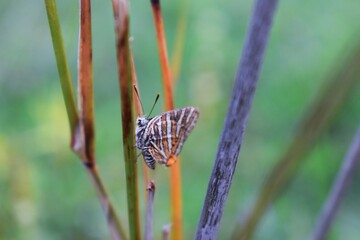 Insect on Stem