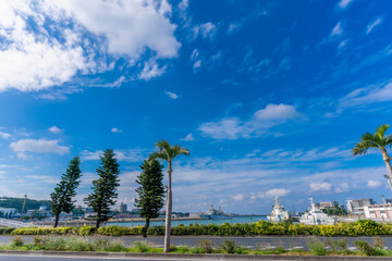 那覇空港からのヤシの木