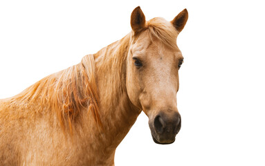 Isolated portrait of young horse on white background, light brown horse, close up face, horse facing to camera. - Powered by Adobe