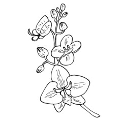 Vintage Orchid vector brunch on white background. Hand-drawn pencil sketch. Tropical flower set. 
