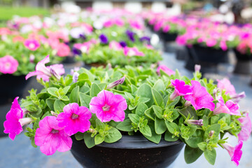 flowers in a pot, at the garden.