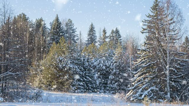 Soft snowfall in the winter snowy forest. Beautiful winter landscape, spruce branch in the snow	