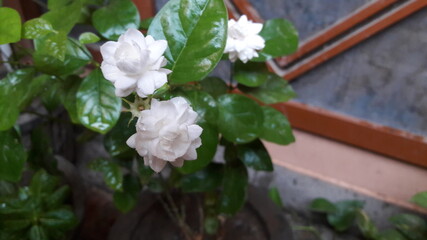 White mogra, white flower with green leaves, white rose