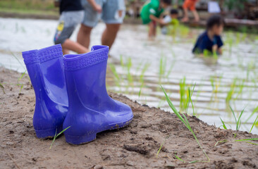 small purple boots on the ground with blurry background of kids growing rice in the rice-filed.