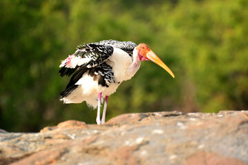 Preening Painted Stork while standing on rock, photographed against clean green background