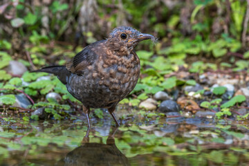Amsel (Turdus merula) Weibchen in der Mauser