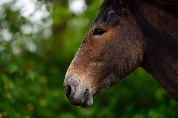 Naklejka premium horse