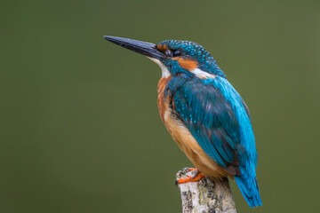 Eisvogel (Alcedo atthis) Männchen