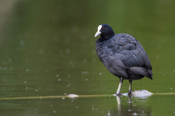 Bläßhuhn (Fulica atra)