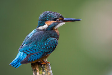 Eisvogel (Alcedo atthis) bei der Gefiederpflege
