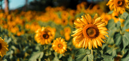Fototapeta na wymiar Sunflower field in the morning on the mountain