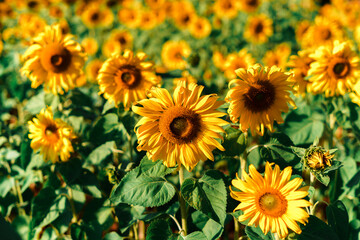 Fototapeta na wymiar Sunflower field in the morning on the mountain