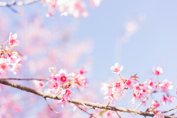 Sakura flower background. Spring background with cherry flowers blossom