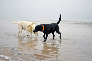 two dogs playing on beach