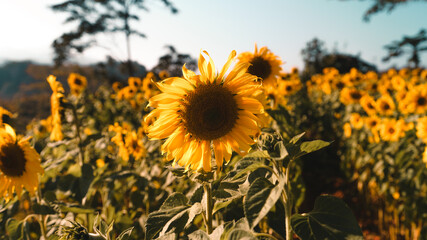Naklejka premium Sunflower field in the morning on the mountain