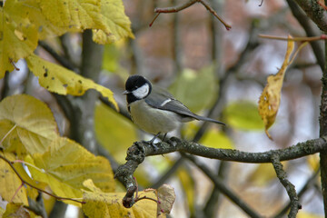 Great tit on a branch