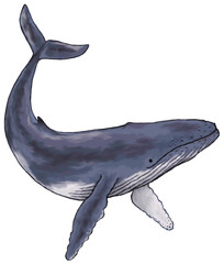 クジラ