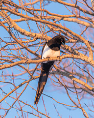 A wild, black and white magpie seen in northern Canada, Yukon Territory on a beautiful blue sky day in winter time with perfect trees and weather. 