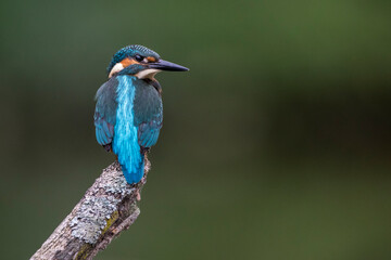 Eisvogel (Alcedo atthis)