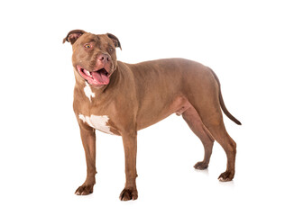 american pitbull in studio