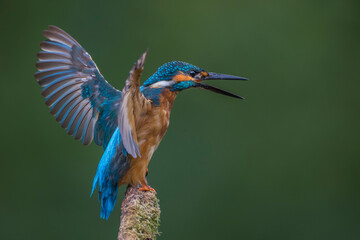 Eisvogel (Alcedo atthis) Männchen, Drohhaltung