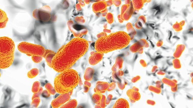 Multidrug resistant bacteria. Biofilm of bacteria Acinetobacter baumannii