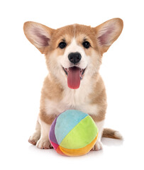 young Pembroke Welsh Corgi