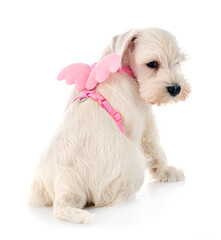 white miniature schnauzer in studio