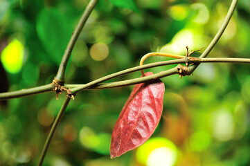 Red betel is a vine that is found in Asia and is known as a medicinal plant
