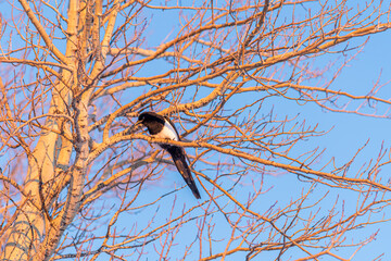 A wild, black and white magpie seen in northern Canada, Yukon Territory on a beautiful blue sky day in winter time with perfect trees and weather. 