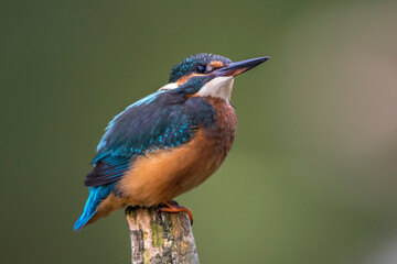 Eisvogel (Alcedo atthis)