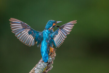 Eisvogel (Alcedo atthis) Männchen, Drohhaltung